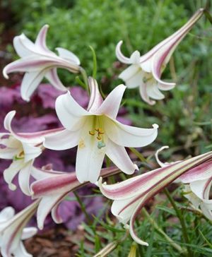 Lilium formosanum var. Pricei