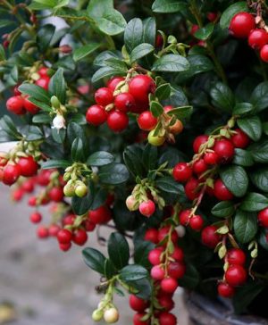 Lingonberry Vaccinium vitis-idaea Miss Cherry