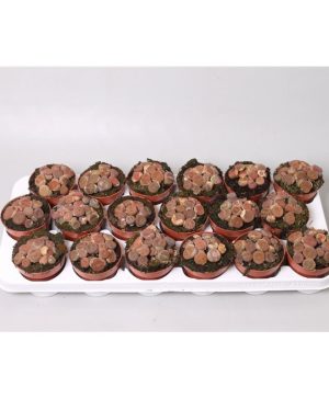 Garden Living Stone Flowers & Plants Co.