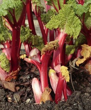 Long season cropping Rhubarb Livingstone