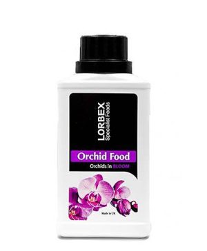 Lorbex Orchids in Bloom Feed
