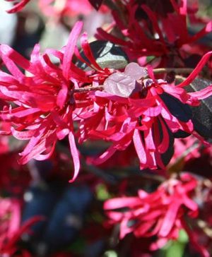 Loropetalum Black Pearl