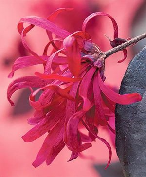 Loropetalum EverRed Chinese Witch Hazel