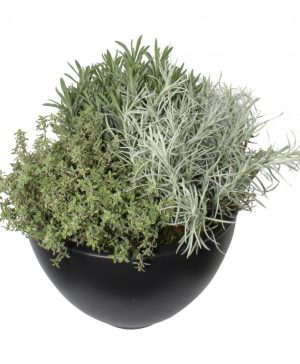 Garden Luscious Green Mix Flowers & Plants Co.