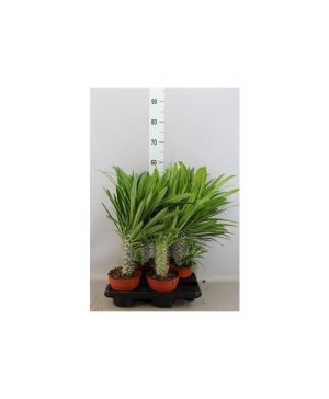 Garden Madagascar Palm Flowers & Plants Co.