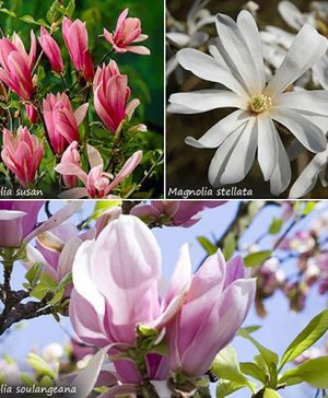 Magnolia Collection