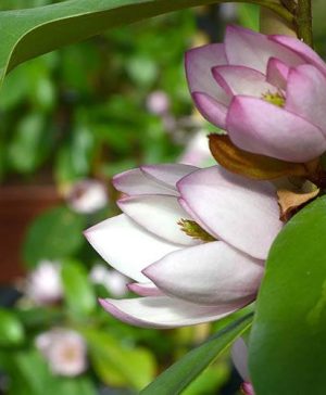 Magnolia Fairy Blush