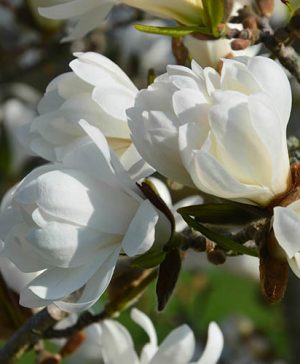 Magnolia Fairy Cream Blush