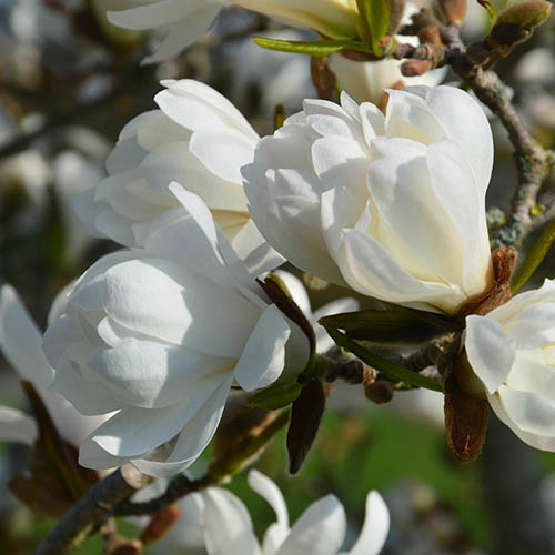 Magnolia Fairy Cream Blush