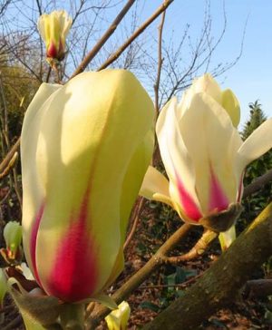 Magnolia denudata Sunrise