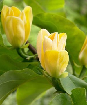 Magnolia × brooklynensis Yellow Bird