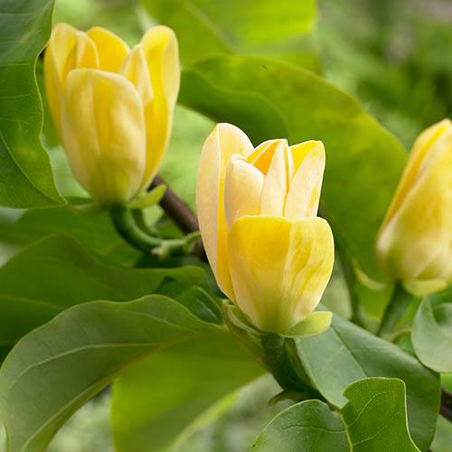 Magnolia × brooklynensis Yellow Bird
