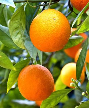 Mandarin Citrus