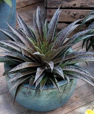 Mangave Pineapple Express 19cm