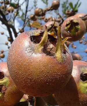 Medlar tree Westerveld