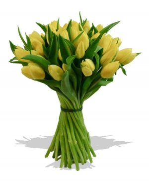 Garden Mellow Yellow Flowers & Plants Co.