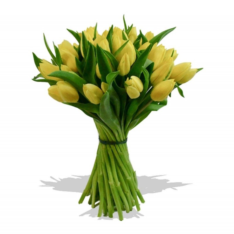 Garden Mellow Yellow Flowers & Plants Co.