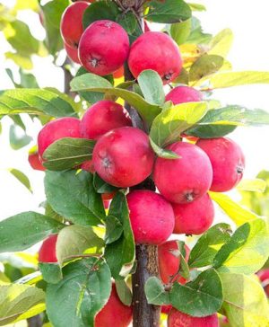 Mini Apple Tree Malus appletini