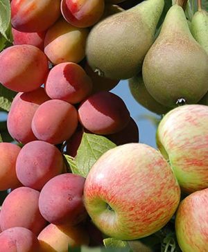 Mini Orchard Fruit Tree Collection