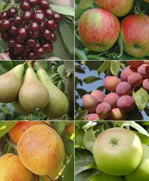 Mini Orchard Tree Collection