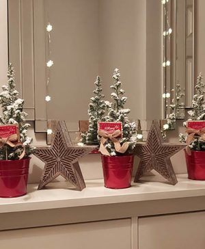 Miniature Decorated Living Christmas Conifers - 3 pack