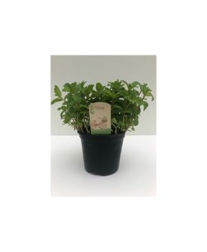 Garden Mint Flowers & Plants Co.