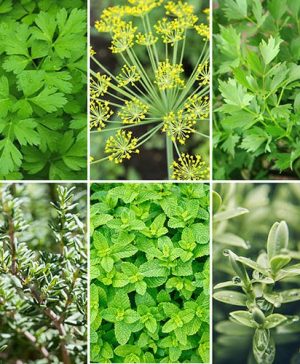 Mixed Herb Collection Grow Your Own