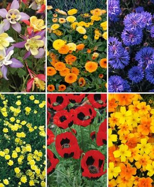 Mixed Wild Flowers Plants