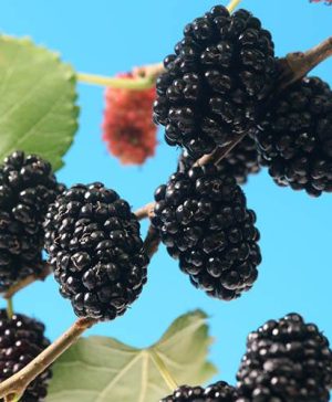 Morus rotundiloba Mojo Berry Dwarf Mulberry