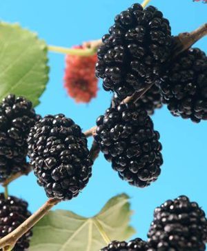 Morus rotundiloba Mojoberry Dwarf Mulberry