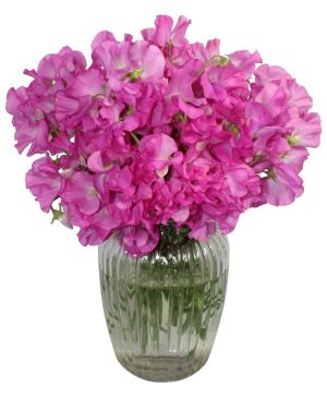 Garden My Sweet Pea Flowers & Plants Co.