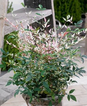 Nandina domestica Twilight