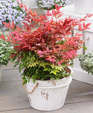 Nandina domestica Obsessed