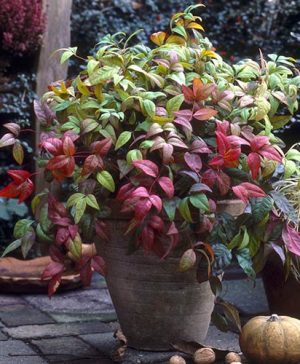 Nandina domestica (Sacred Bamboo Plant)