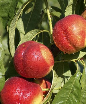 Nectarine Flavortop