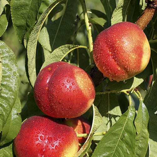 Nectarine Flavour Top