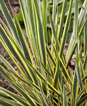 Needle Palm Yucca filamentosa Bright Edge