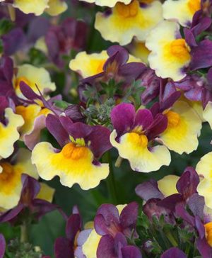 Nemesia Rhubarb and Custard