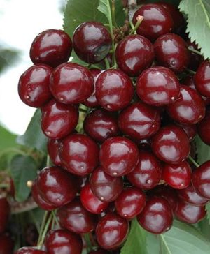 New! Cherry Bush Porthos