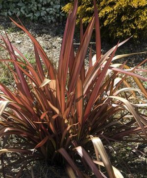 New Zealand Flax Phormium Evening Glow