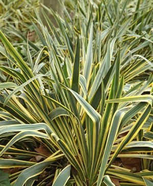 New Zealand Flax Phormium Golden Ray