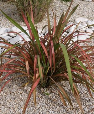 New Zealand Flax Phormium Jester