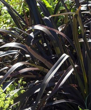 New Zealand Flax Phormium Platts Black