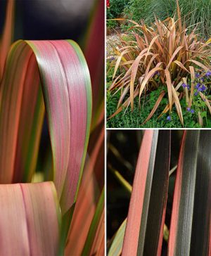 New Zealant Flax Phormium Collection