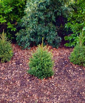 Norway Spruce - Christmas Tree