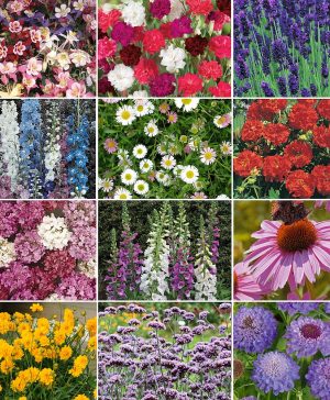 Garden Nurserymans Choice 36 Perennial Plants Thompson & Morgan