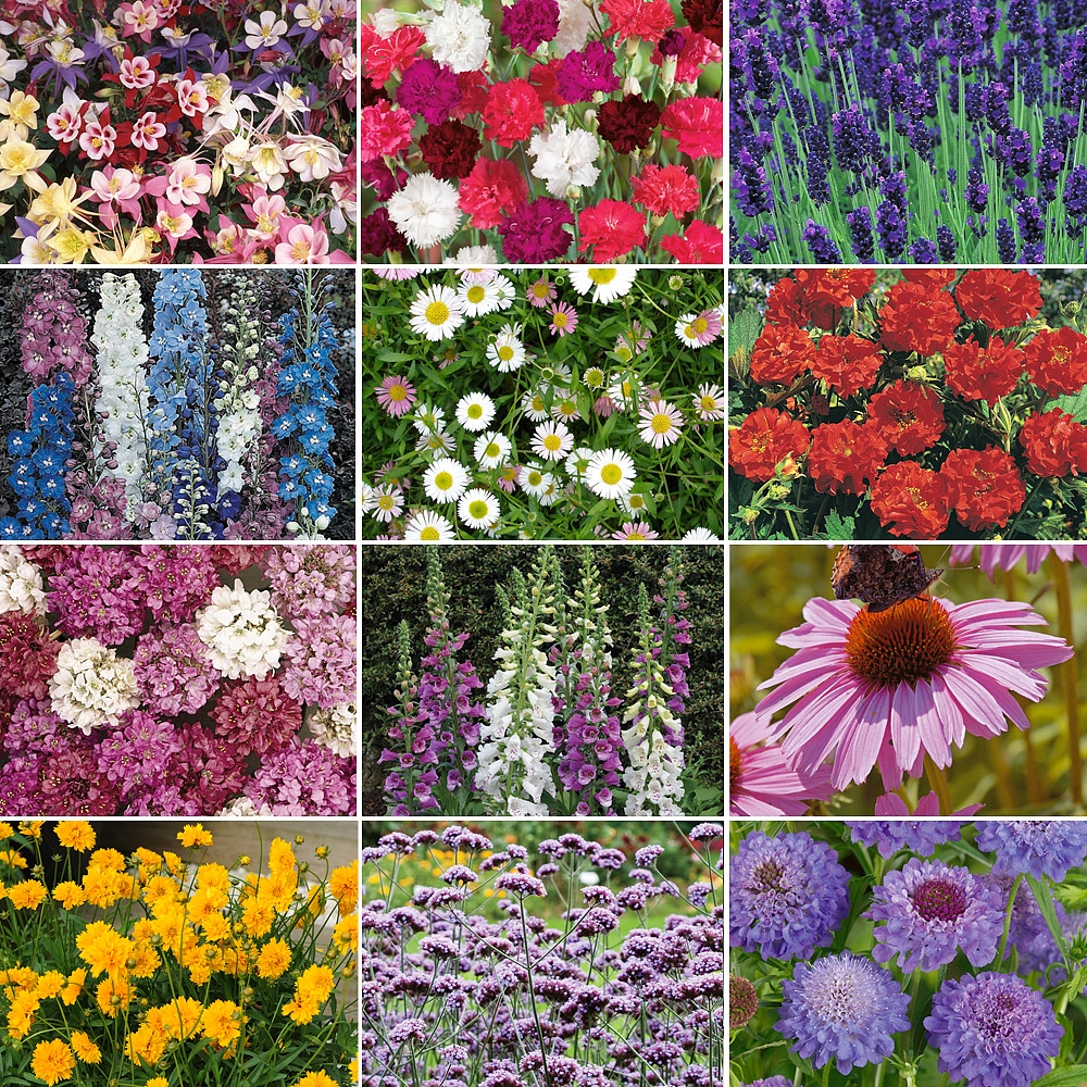 Garden Nurserymans Choice 36 Perennial Plants Thompson & Morgan