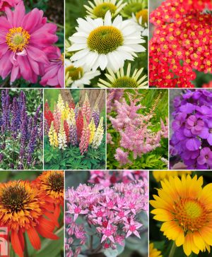 Garden Nurserymans Choice Cottage Garden Perennials Thompson & Morgan