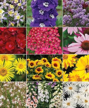 Garden Nurseryman's Choice Perennial Collection Thompson & Morgan