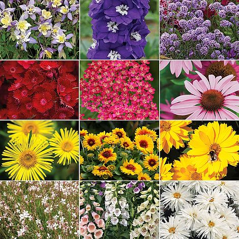 Garden Nurseryman's Choice Perennial Collection Thompson & Morgan